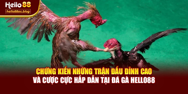 Chứng kiến những trận đấu đỉnh cao và cược cực hấp dẫn tại Đá gà Hello88