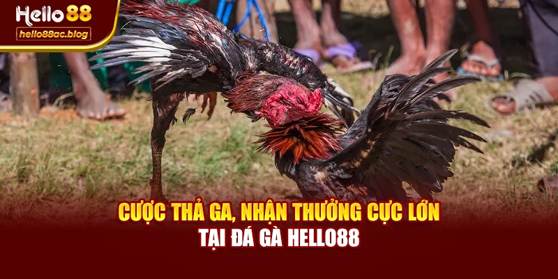 Cược thả ga, nhận thưởng cực lớn tại Đá gà Hello88