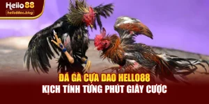 Đá Gà Cựa Dao Hello88 – Kịch Tính Từng Phút Giây Cược