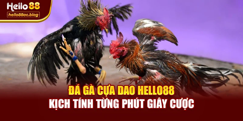 Đá Gà Cựa Dao Hello88 – Kịch Tính Từng Phút Giây Cược