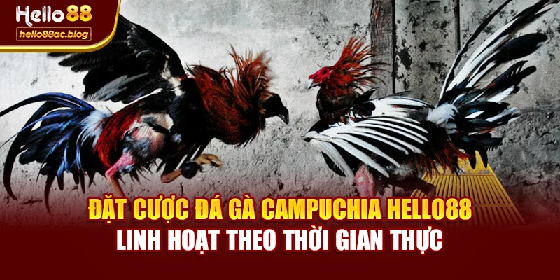 Đặt cược đá gà campuchia Hello88 linh hoạt theo thời gian thực