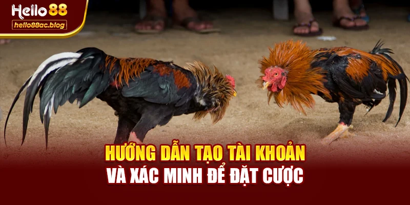 Hướng dẫn tạo tài khoản và xác minh để đặt cược