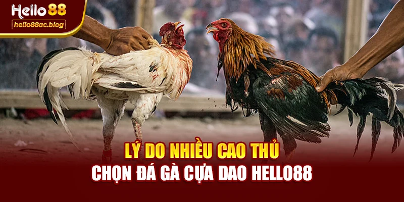 Lý do nhiều cao thủ chọn đá gà cựa dao Hello88
