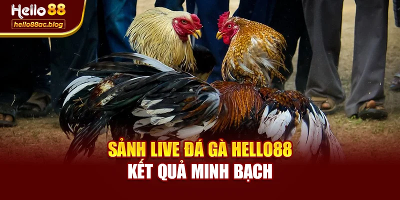 Sảnh Live đá gà Hello88 kết quả minh bạch