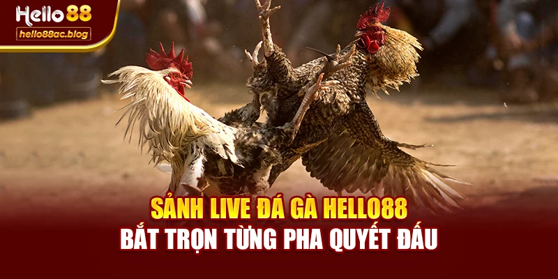 Sảnh Live Đá Gà Hello88 – Bắt Trọn Từng Pha Quyết Đấu