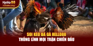 Soi Kèo Đá Gà Hello88 – Thống Lĩnh Mọi Trận Chiến Đấu