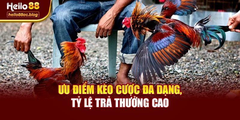 Ưu điểm kèo cược đa dạng, tỷ lệ trả thưởng cao