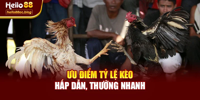 Ưu điểm tỷ lệ kèo hấp dẫn, thưởng nhanh