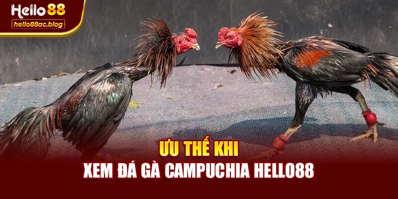Ưu thế khi xem đá gà campuchia Hello88