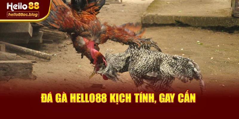 Đá gà Hello88 kịch tính, gay cấn